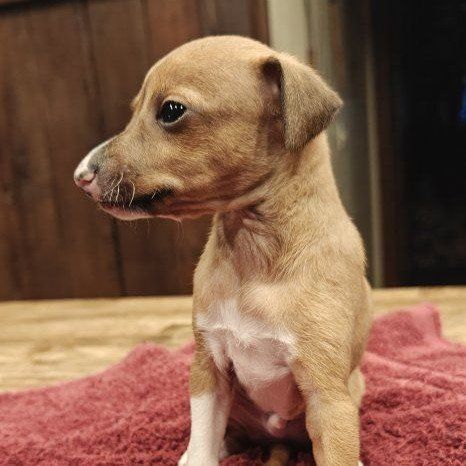 Italian Greyhound Puppies