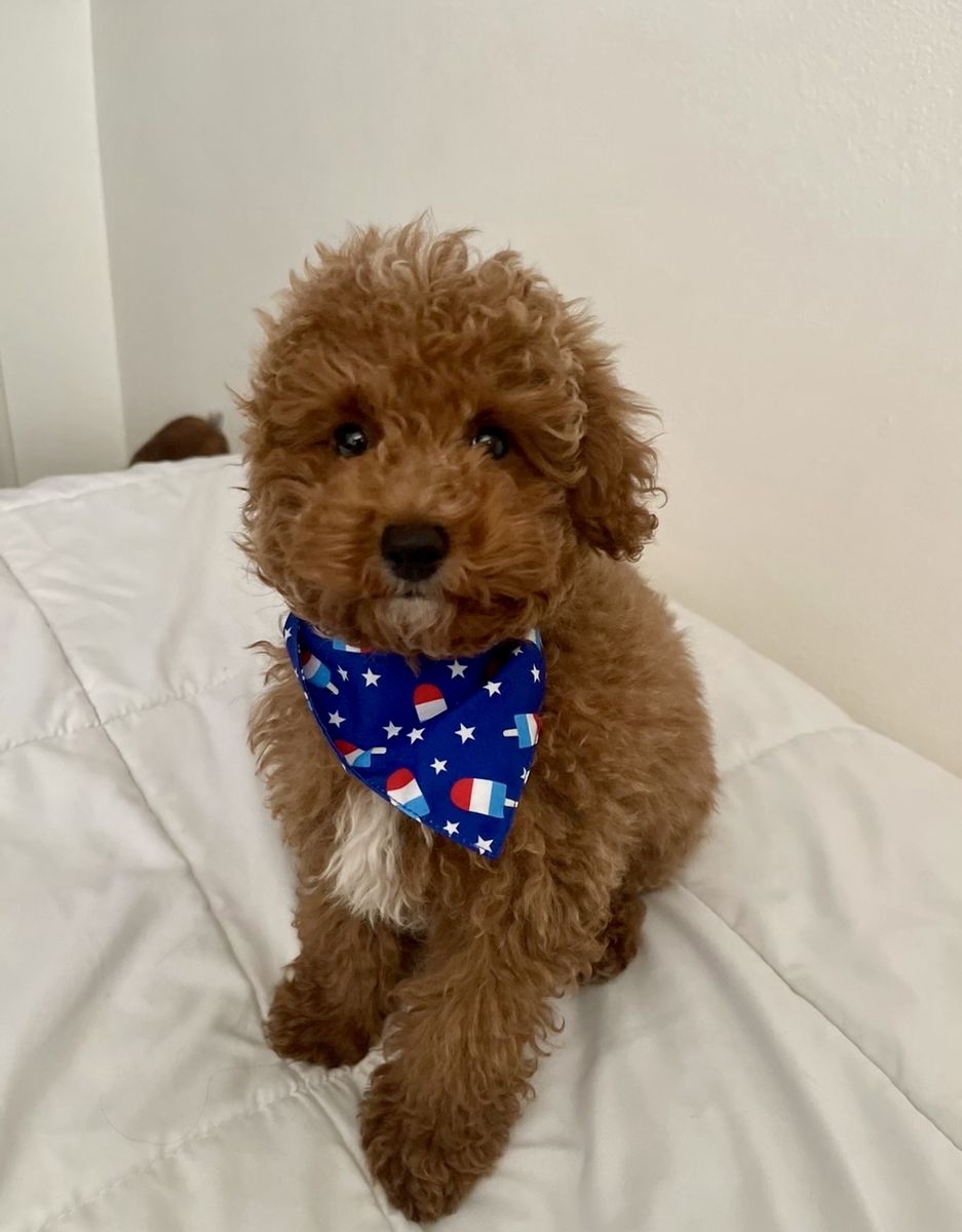 CUTE AKC RED TOY POODLE STUD 6 LBS