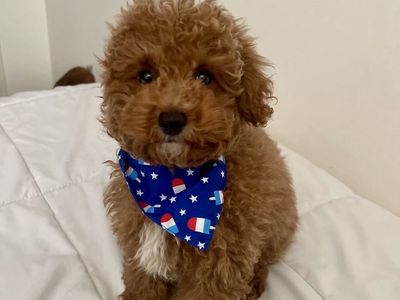 CUTE AKC RED TOY POODLE STUD 6 LBS