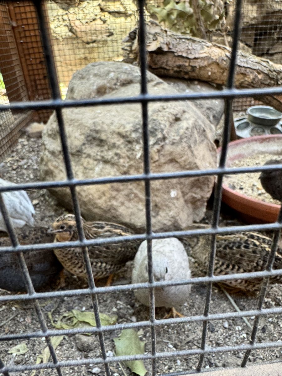 (7) Adult Button Quail