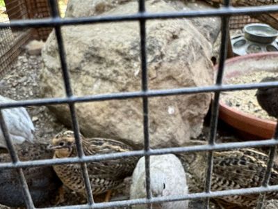 (7) Adult Button Quail