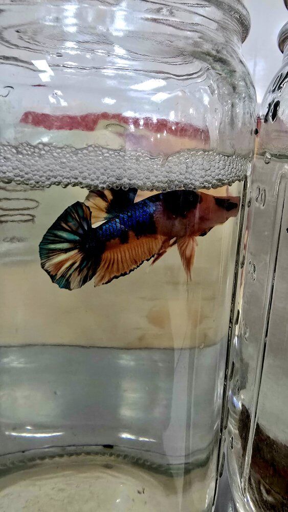 Imported betta and 1rst gen breed