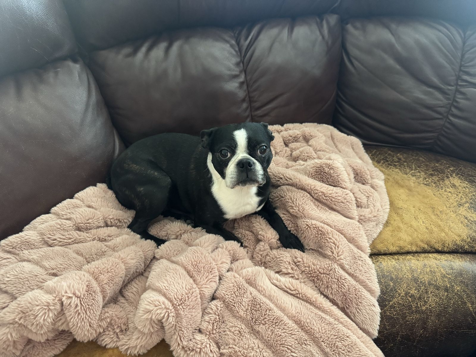Boston Terriers