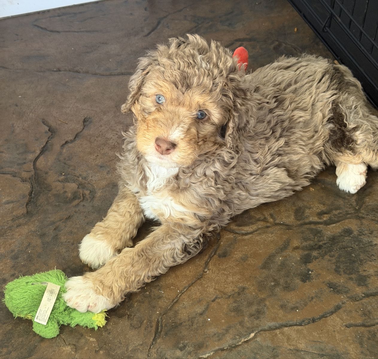 Playful Bernedoodle Girl