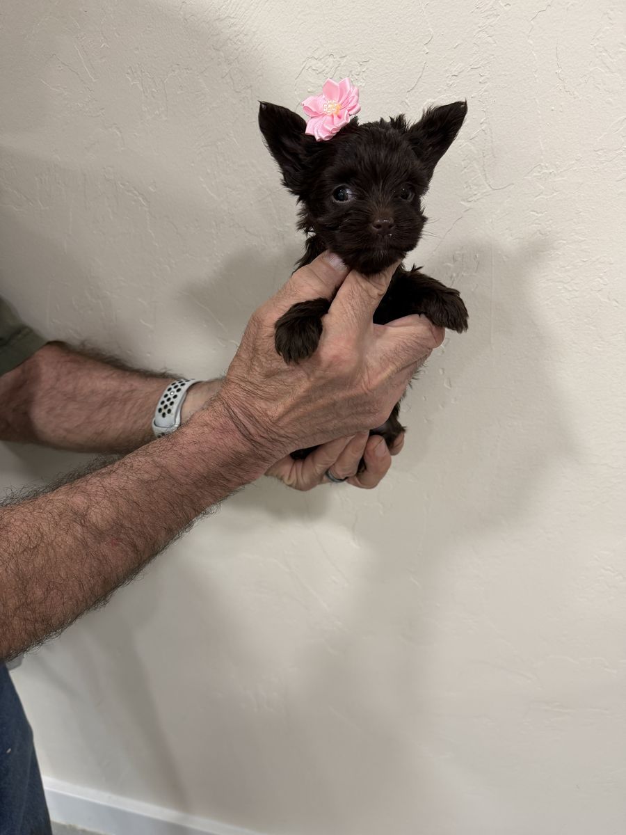 Yorkie-chocolate GIRL