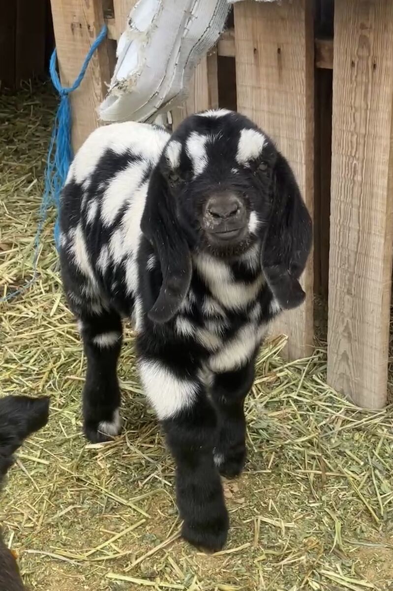 Full Boer black dappled buckling
