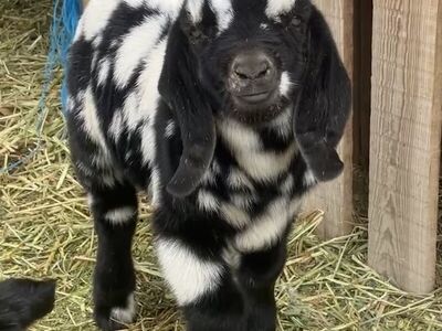 Full Boer black dappled buckling
