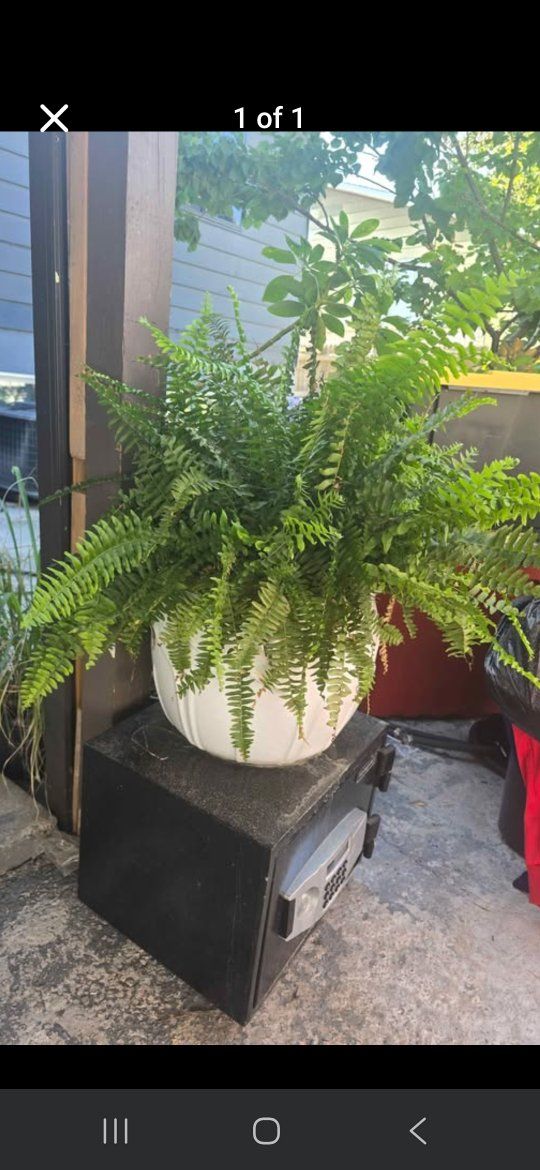 Large Boston Fern in White Ceramic Pot - Lush Greenery for Home or Patio