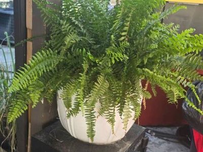 Large Boston Fern in White Ceramic Pot - Lush Greenery for Home or Patio