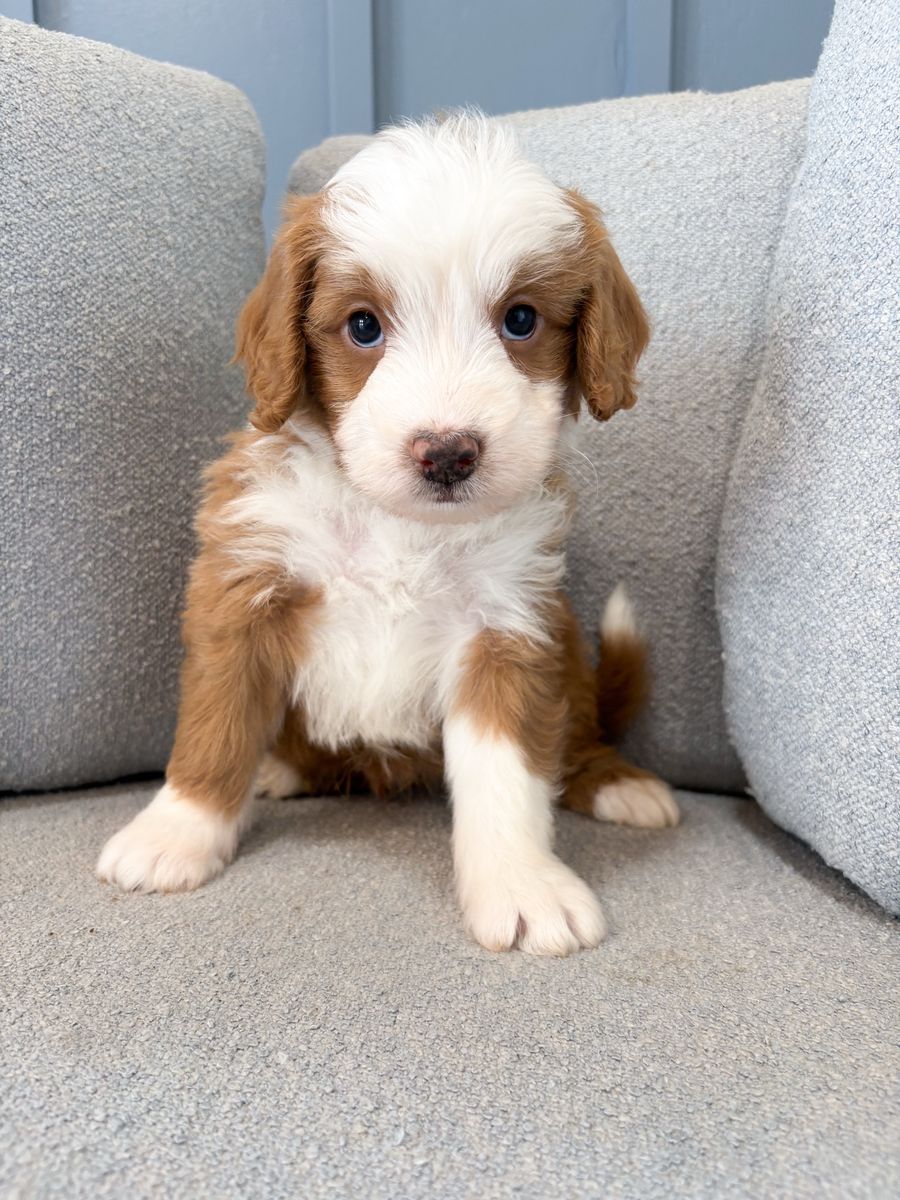 Petite Bernedoodle -Crate trained!- like a Goldendoodle