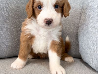 Petite Bernedoodle -Crate trained!- like a Goldendoodle