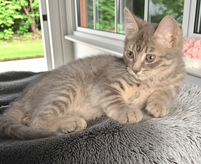 Sweet Part Persian Orange Girl Cat And 3 Gray Kittens