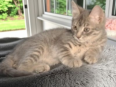 Sweet Part Persian Orange Girl Cat And 3 Gray Kittens