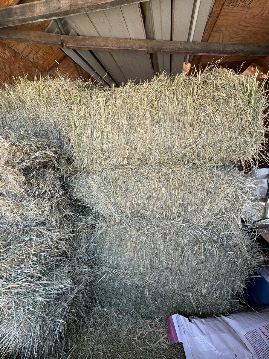 Tall Oatgrass hay.  2026 crop.  Barn stored.  Located in Northern Cache Valley.