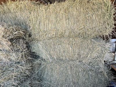 Tall Oatgrass hay. 2026 crop. Barn stored. Located in Northern Cache Valley.