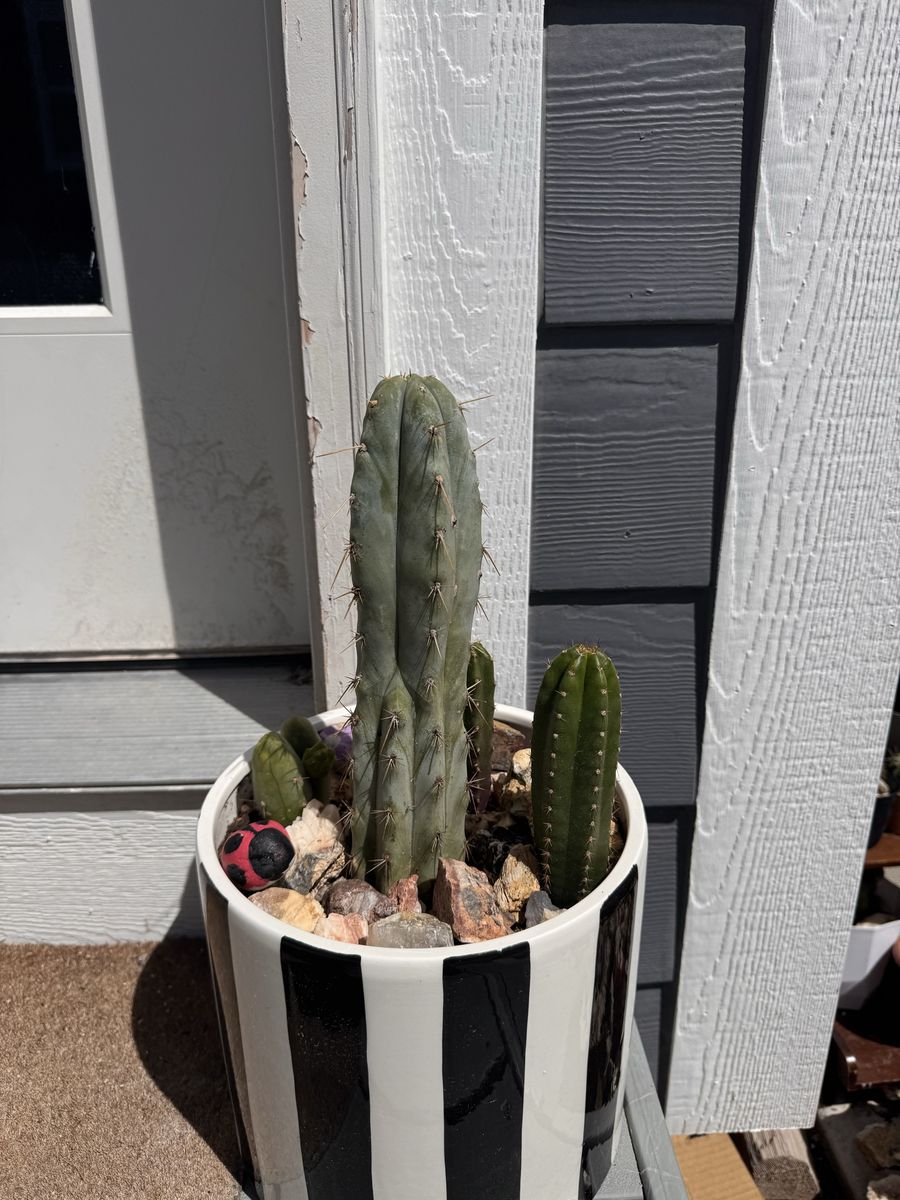 San Pedro Cactus Bundle w/pot