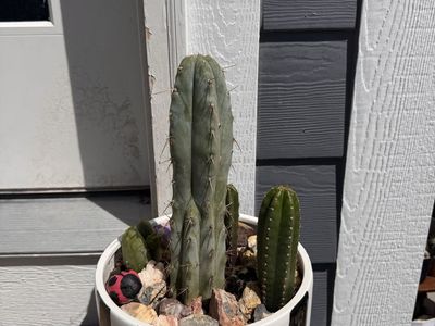 San Pedro Cactus Bundle w/pot