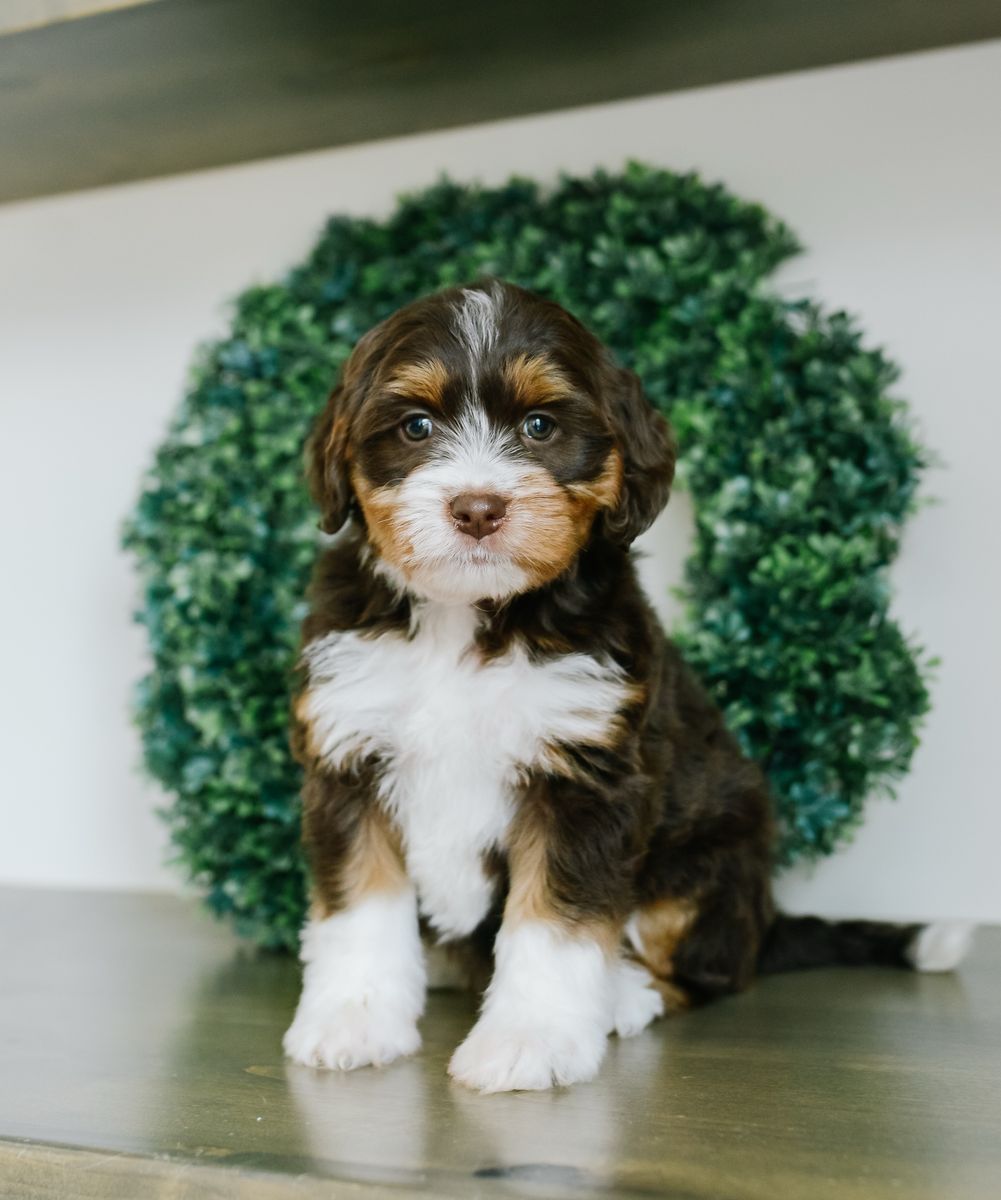 Mini Australian Mountain Doodles (bernedoodle X)