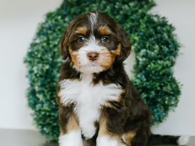 Mini Australian Mountain Doodles (bernedoodle X)