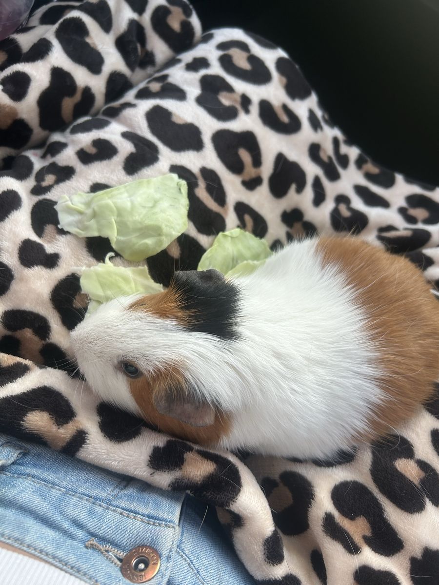 Guinea pig for sale