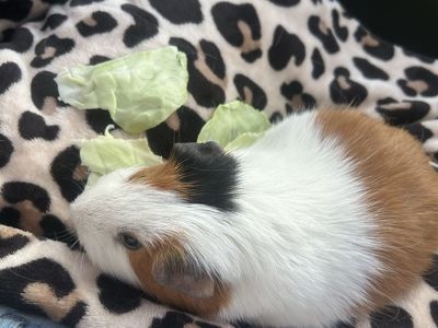 Guinea pig for sale