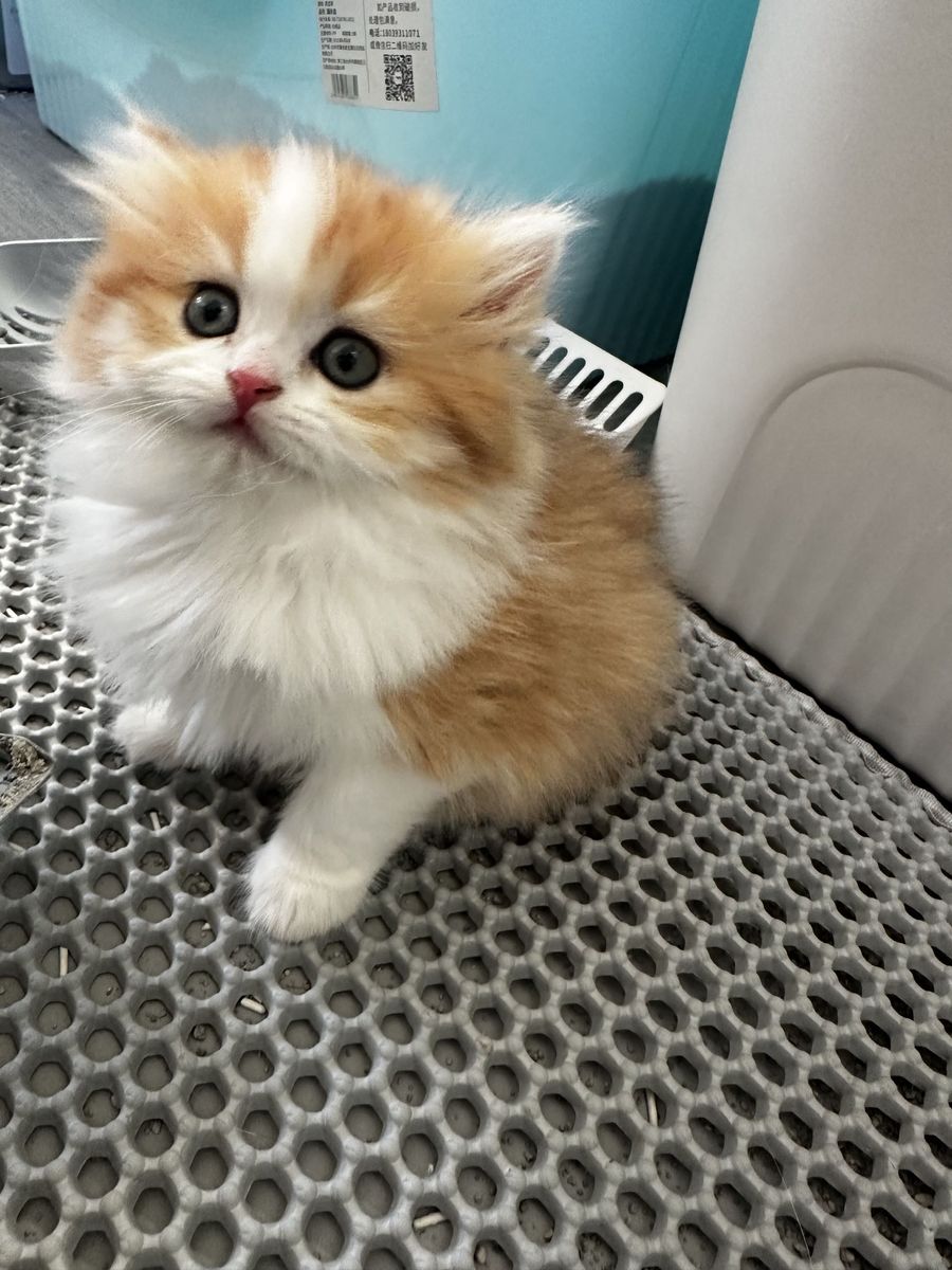 Beautiful Long-Leg Munchkin Kitten – Ready to Go!