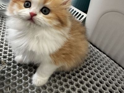 Beautiful Long-Leg Munchkin Kitten – Ready to Go!