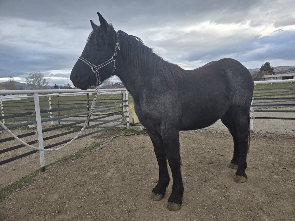 Blue roan draft yearling filly