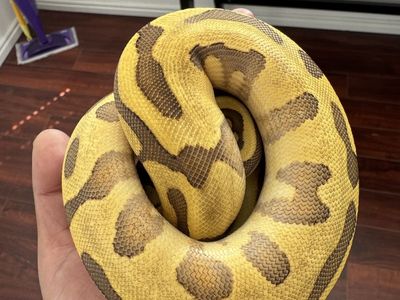 Female ball python Super Enchi, leopard ,Od ,50% het clown