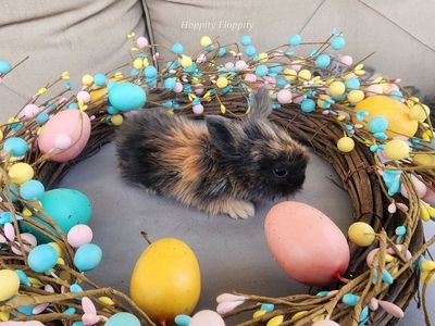 Black Harlequin English Angora Doe