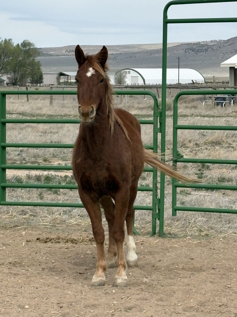 3 Year Old Mare