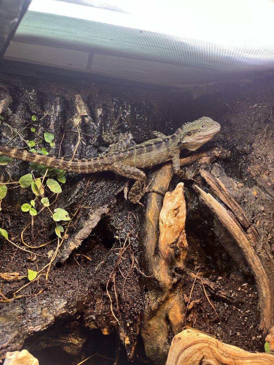 Australian Water Dragon