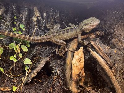 Australian Water Dragon