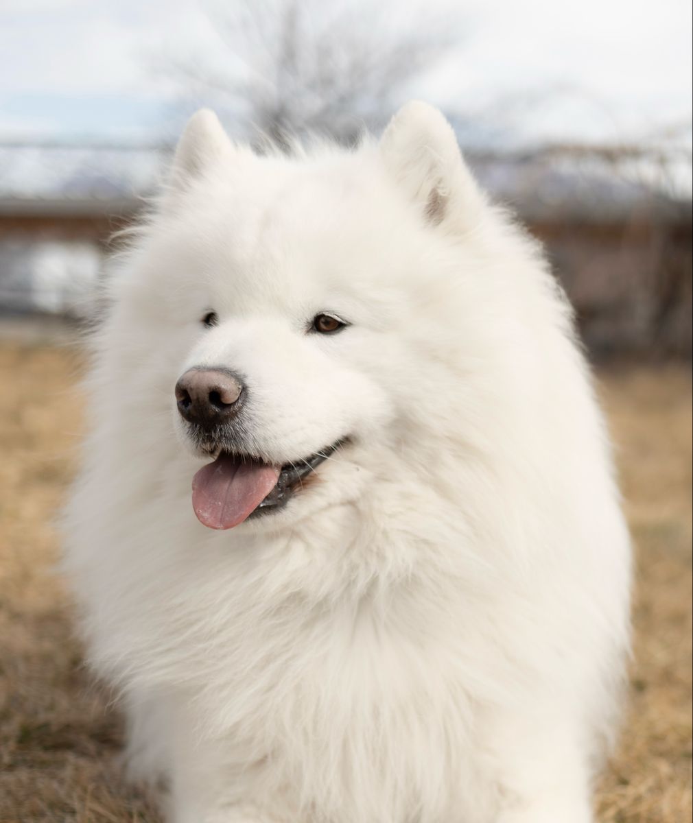 AKC Samoyed Stud OFA Hips/Eyes/Heart