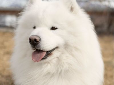 AKC Samoyed Stud OFA Hips/Eyes/Heart