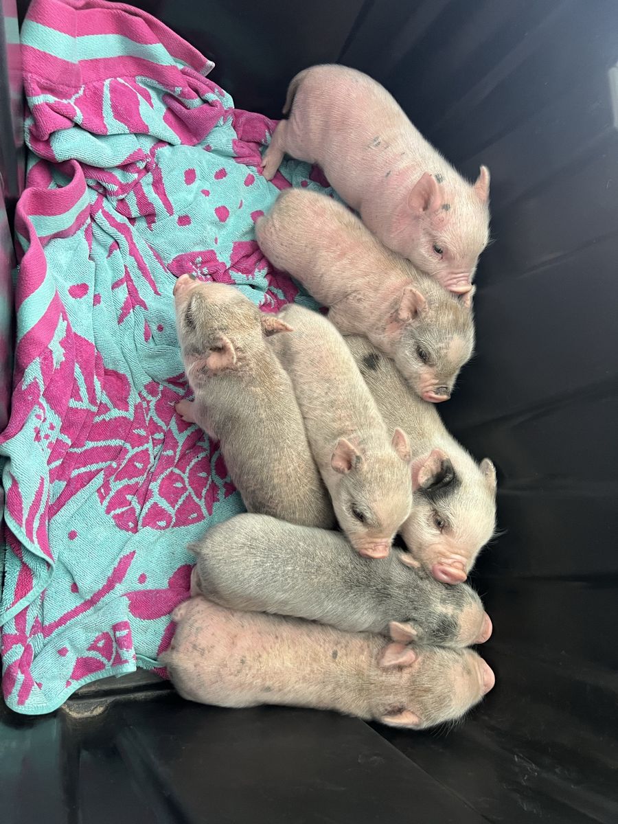 Micro Mini Juliana pigs