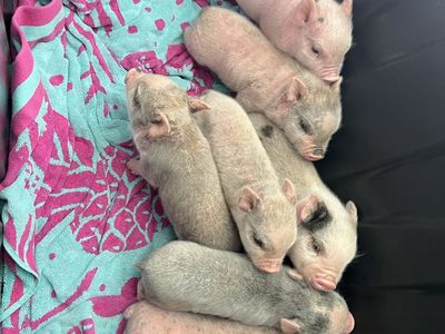 Micro Mini Juliana pigs