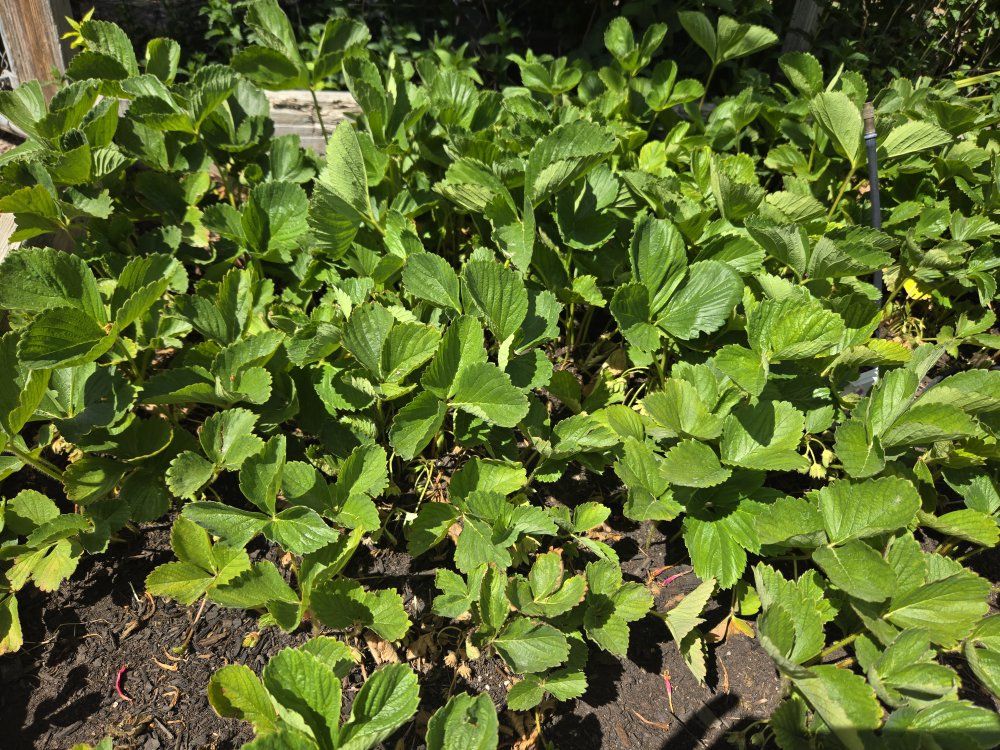 Strawberry plants