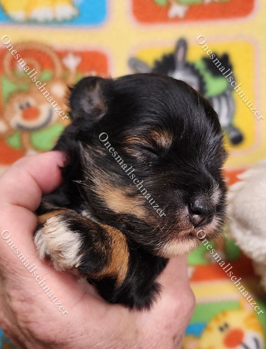 Adorable - Miniature Schnauzer Puppies - Ready for a Loving Home!  Rare Red Wheaton , Red Pepper
