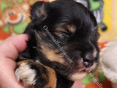 Adorable - Miniature Schnauzer Puppies - Ready for a Loving Home! Rare Red Wheaton , Red Pepper
