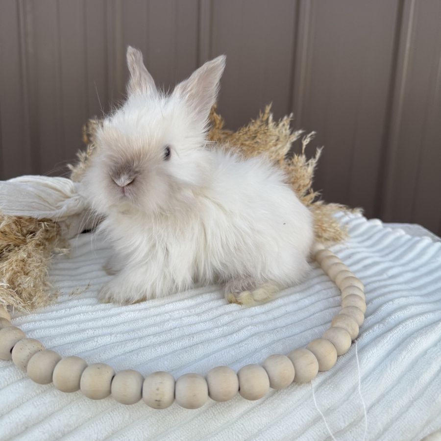 English Angora bunnies