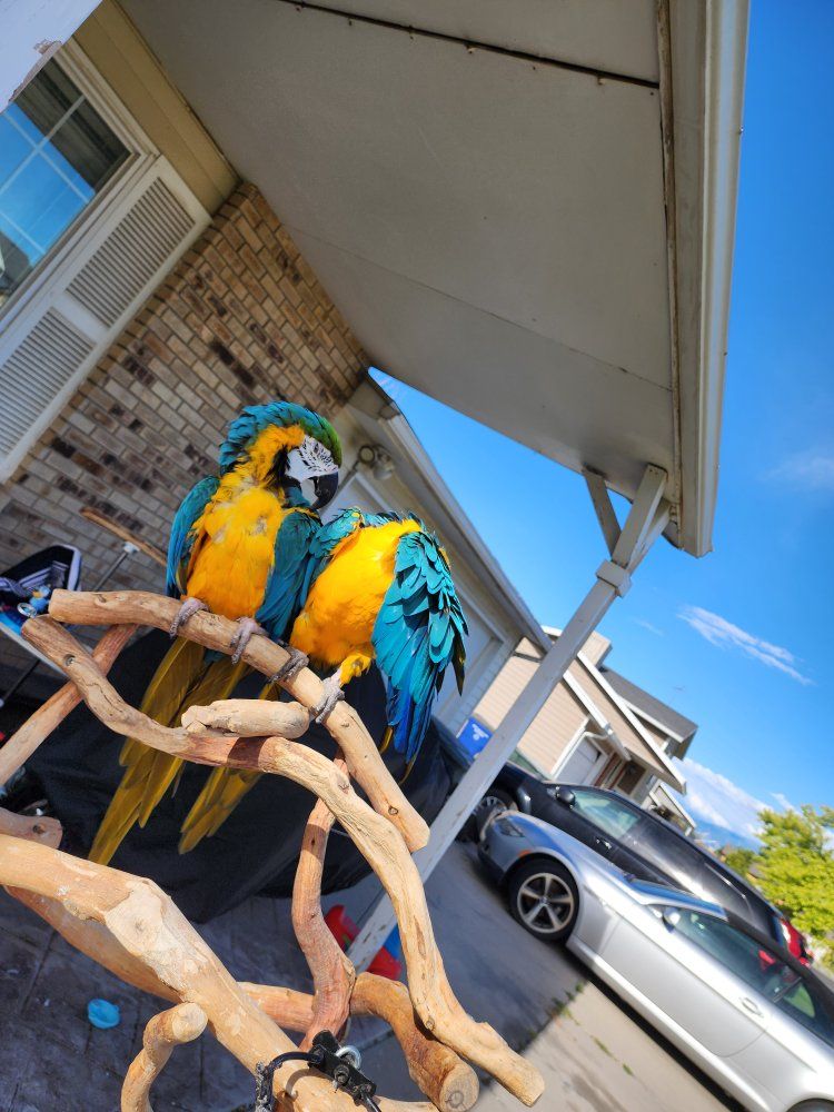looking to add a greenwing macaw to my flock