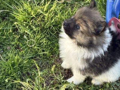 Pomeranian tri colred little boy