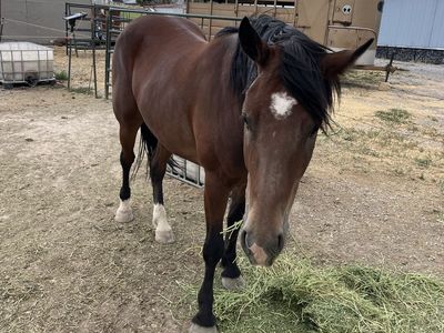 4 year old half draft