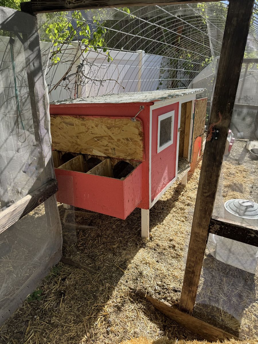 Chicken coop with 5 chickens barred rock Plymouth Rock chickens