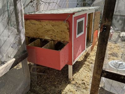 Chicken coop with chickens