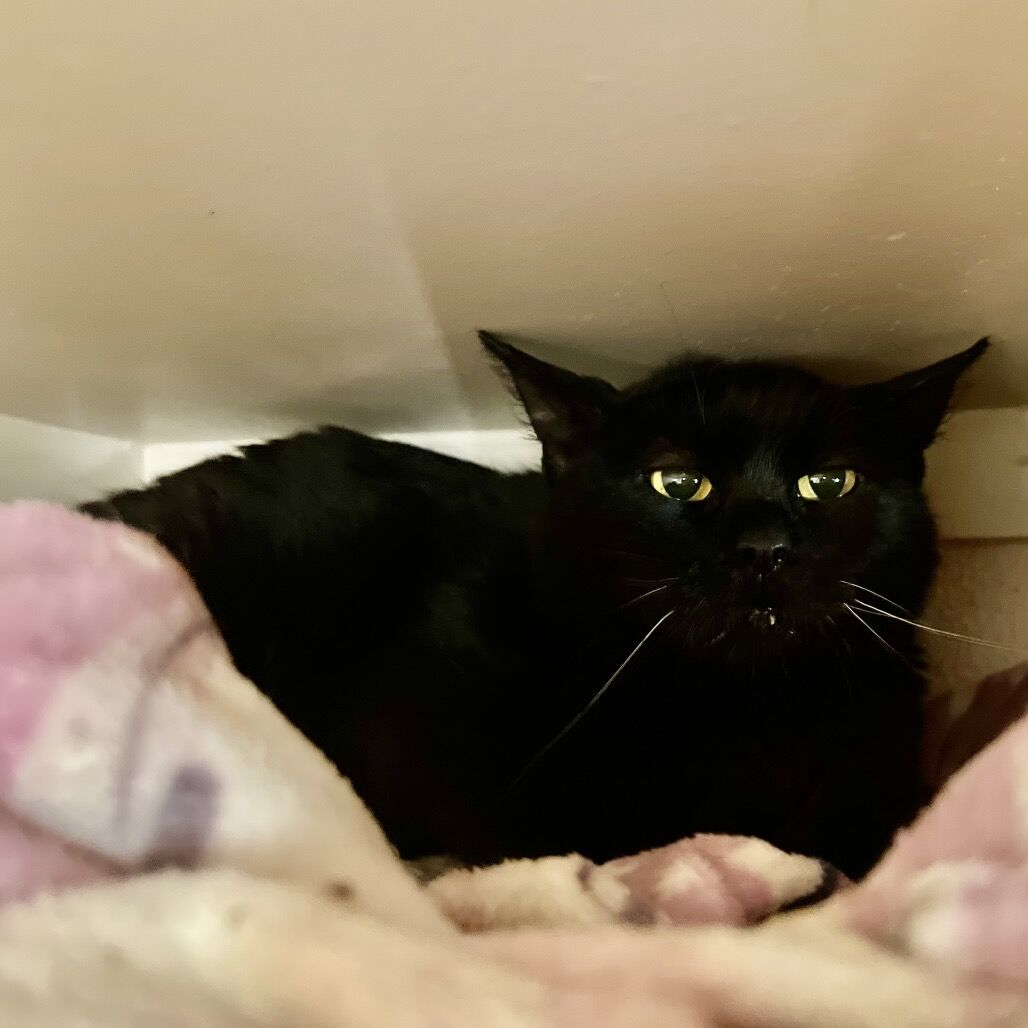 Hello my name is Minerva