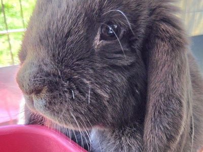 Blue Mini Lop Doe Bunny Rabbit