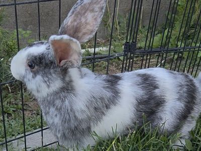Magpie Harlequin Bunny Rabbit