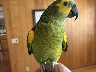 blue front amazon parrot